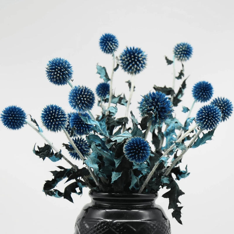 Dried echinops thistle bouquet with dark blue ball flowers in blue-green leaves, in black vase