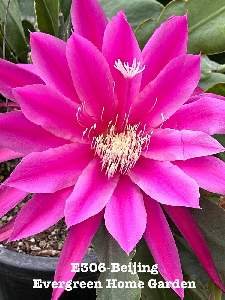 Orchid cactus in 4-inch starter pot with bright pink star flower and green pads