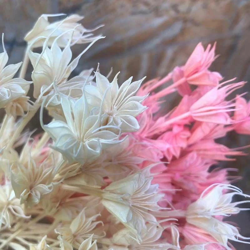 Dried star-shaped flower branches, pale white and soft pink with spiky petals