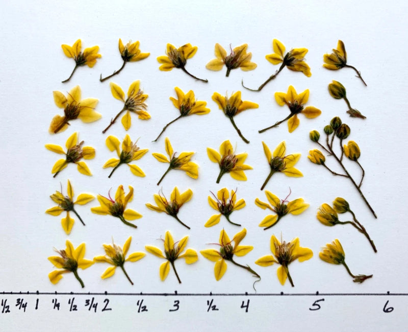 Pressed yellow flower petals for crafts, scattered on paper with small stems visible