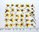 Pressed Flowers 30 pc yellow natural petals for cards art/craft candles resin US Dried Flower