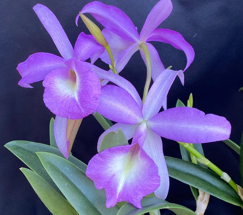 Purple orchid flowers with green leaves, close-up of clustered blooms