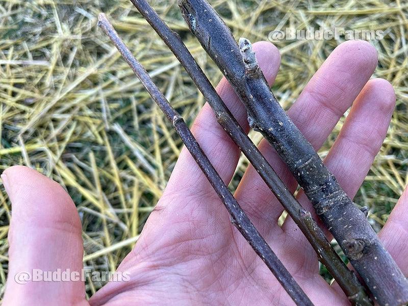 Apple cuttings/scion wood for grafting (One scion). **Must buy 3+** Flowering Plants