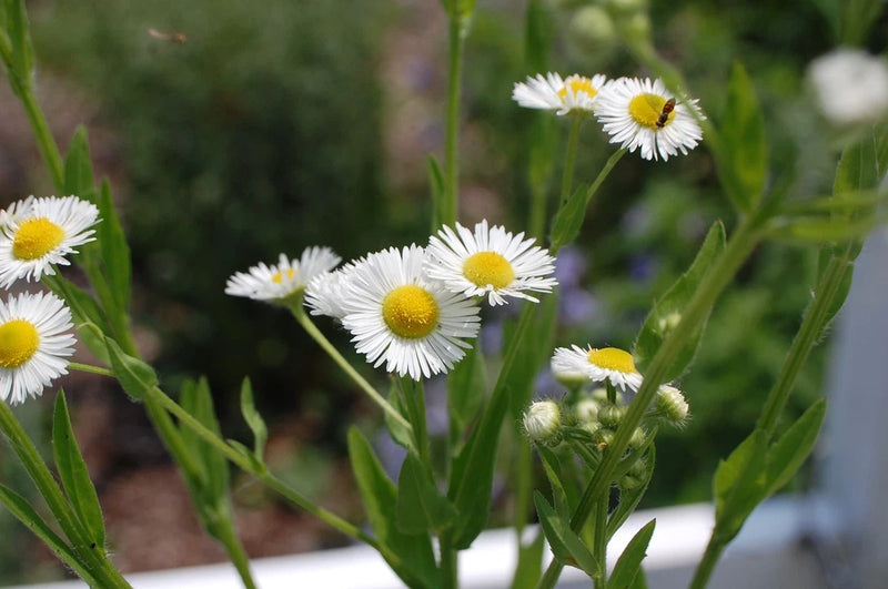 1/4 TSP + ANNUAL  FLEABANE DAISY SEEDS/Erigeron annuus/NATIVE US Flowering Plants