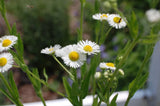 1/4 TSP + ANNUAL  FLEABANE DAISY SEEDS/Erigeron annuus/NATIVE US Flowering Plants