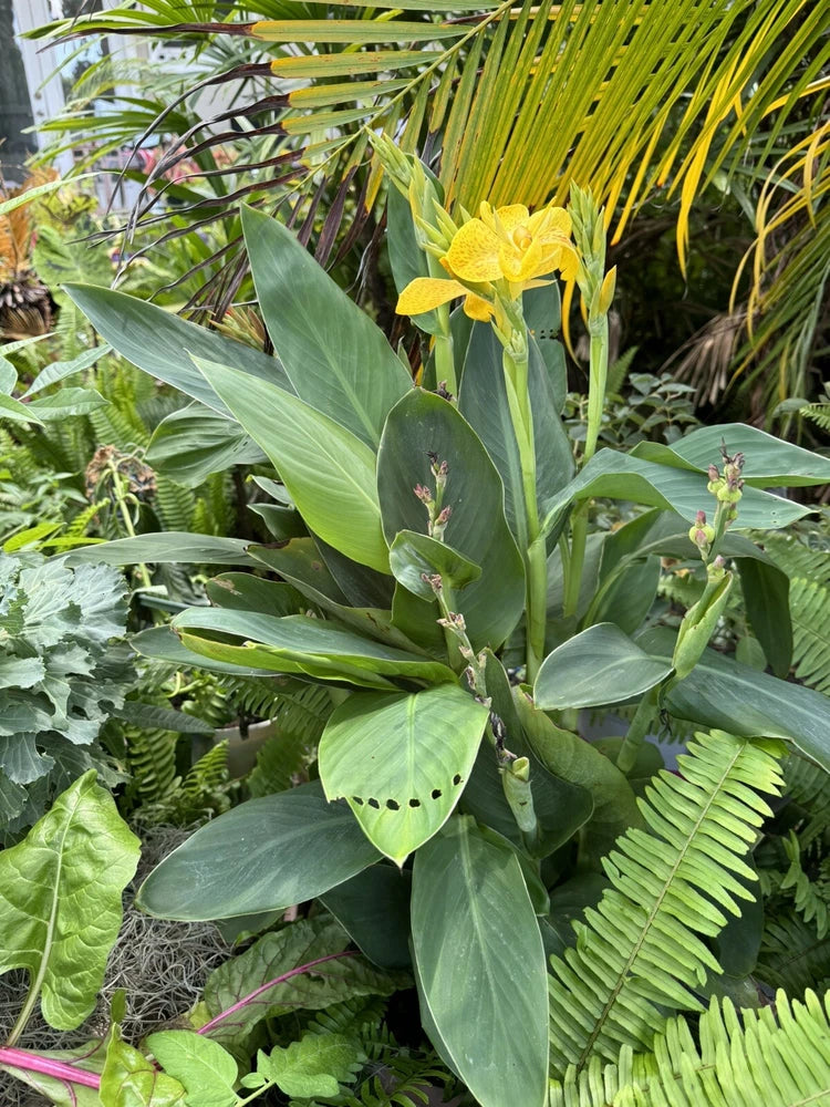 Canna indica plant with broad green leaves and bright yellow flowers