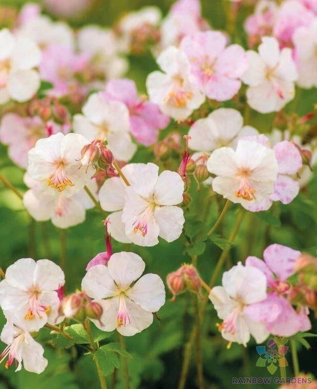 25+ St. Ola Geranium Seeds for Garden Planting - USA - FREE SHIPPING! Garden Plants