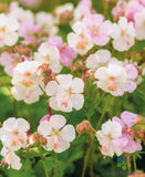 25+ St. Ola Geranium Seeds for Garden Planting - USA - FREE SHIPPING! Garden Plants