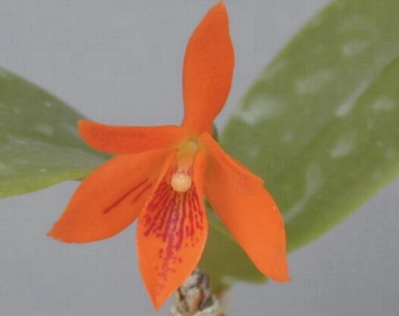 Guarianthe aurantiaca Orchids