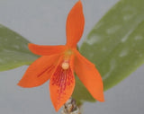 Guarianthe aurantiaca Orchids