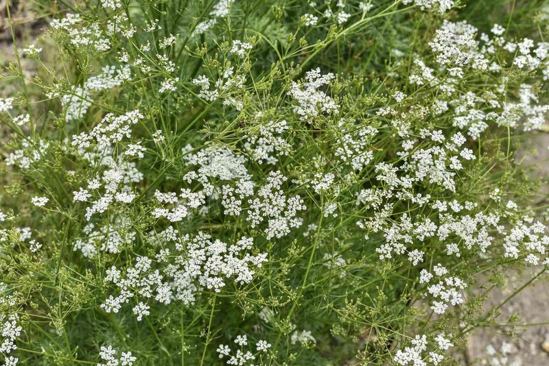 300 CUMIN HERB SEEDS NON - GMO FRESH FOR GARDENS Garden Plants