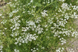 300 CUMIN HERB SEEDS NON - GMO FRESH FOR GARDENS Garden Plants