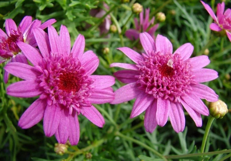 200+ Canary Marguerite Daisy Seeds for Garden Planting - USA - FREE SHIPPING! Garden Plants