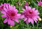 200+ Canary Marguerite Daisy Seeds for Garden Planting - USA - FREE SHIPPING! Garden Plants