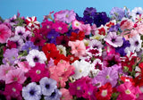 Petunia Seeds 100 Pelleted Seeds Mystery Mix Flowering Plants