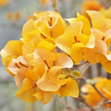 3 Live California Gold Bougainvillea Plants - 4Ð6" Tall - No Pot - Yellow Blooms Flowering Plants