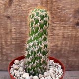 D4097 CEREUS SPACHIANUS MONSTER pot10-H13-W4,5 cm MaMa Cactus Green Plant