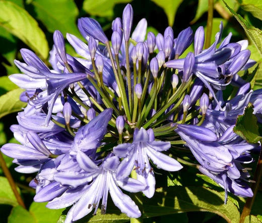 LILY OF THE NILE Agapanthus Headbourne Hybrids - 20 Bulk Seeds Garden Plants