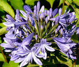 LILY OF THE NILE Agapanthus Headbourne Hybrids - 20 Bulk Seeds Garden Plants