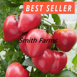 50+ Seeds Hungarian Heart Tomato Hybrid Juicy Easy to Grow Vegetable Garden Garden Plants