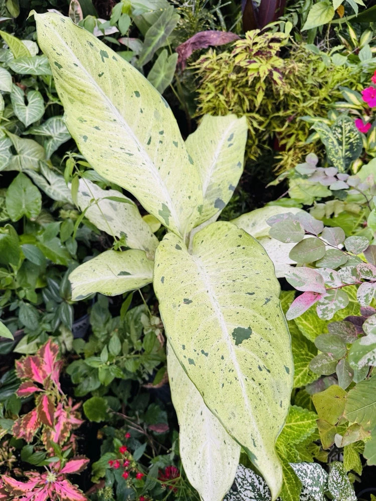 Leopard lily plant with long, speckled green leaves