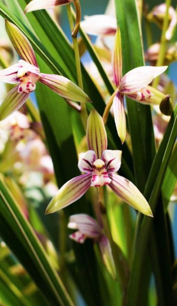 Golden Rainbow Chinese Orchid ____ Orchids