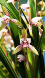 Golden Rainbow Chinese Orchid ____ Orchids