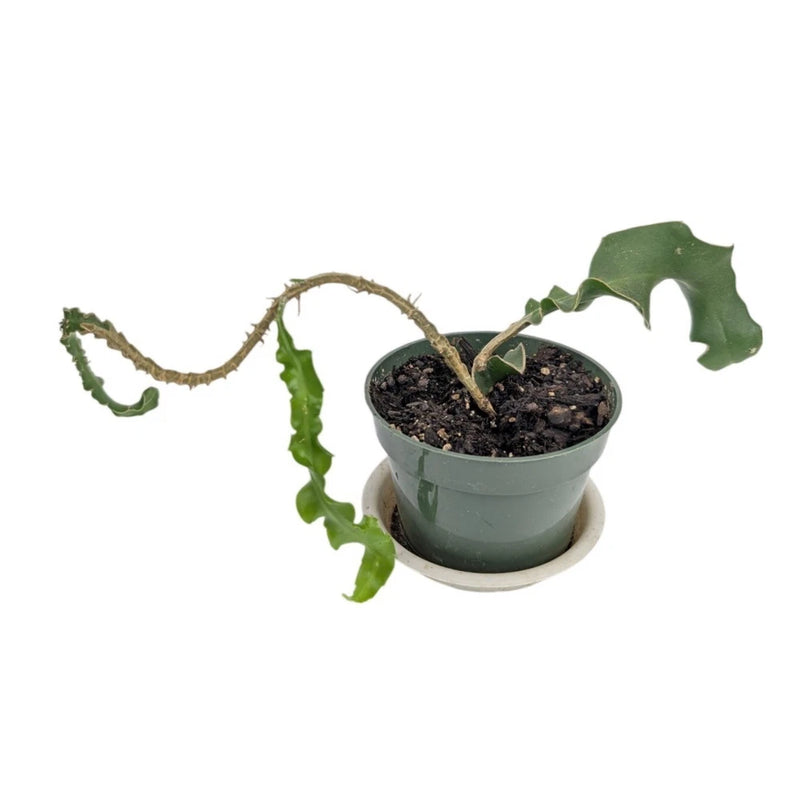 Live orchid cactus plant in 4-inch pot with green curled stems and dark soil