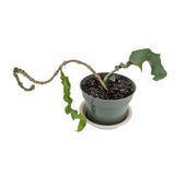 Epiphyllum Guatemalense Monstrosa "Curly Orchid Cactus" Live Plant 4 Inch Pot Orchids