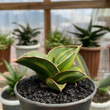 Sansevieria Samurai Dwarf Variegated Snake Plant Green Plant