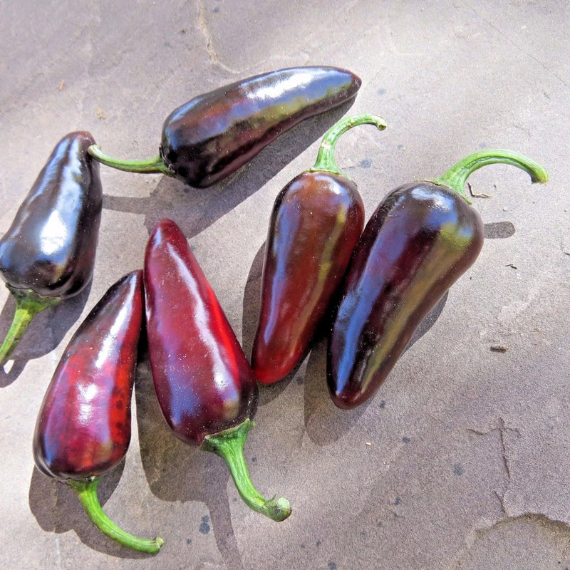 Czech Black hot pepper - a shiny, black pepper with some serious heat Garden Plants