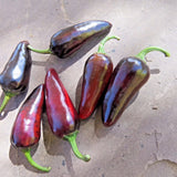 Czech Black hot pepper - a shiny, black pepper with some serious heat Garden Plants