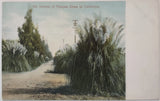 Vintage Postcard Avenue of Pampas Grass California AA23 Pampas Grass