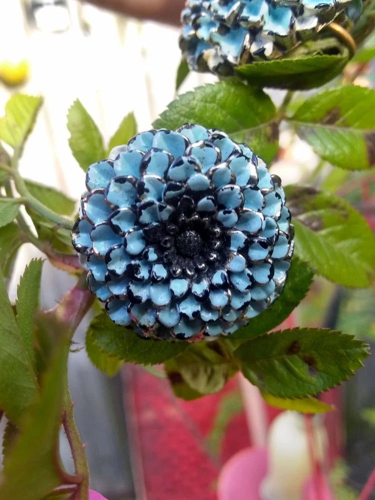 vintage 1950's blue multi petal flower/Carnation clip earrings Handmade, carved Carnation