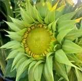 20 SUNFILL GREEN DOUBLE SUNFLOWER SEEDS - Helianthus annuus Flowering Plants