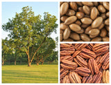 5 HARDY PECAN Tree Carya Illinoinensis King Nut Native Fruit Tree Seeds Flowering Plants