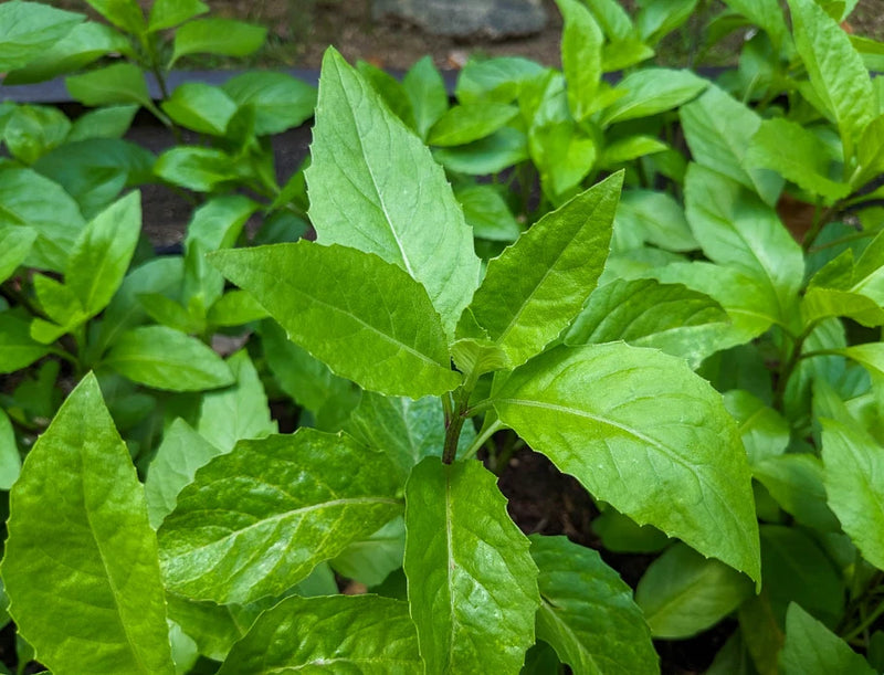 Live spinach plants with bright green leafy stems, small garden bed growth