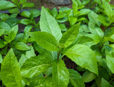 Set 2 Longevity Spinach Live Plants - 4-6" Tall - Edible Leafy Plant for Garden Garden Plants