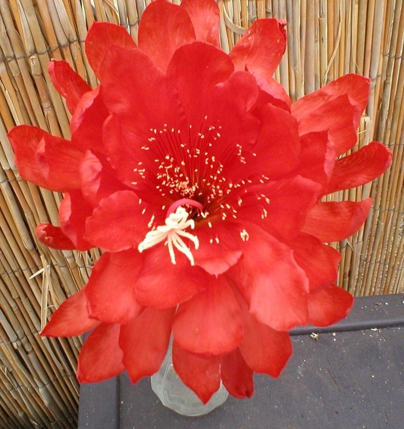 Red orchid cactus flower with layered petals and white stamen center