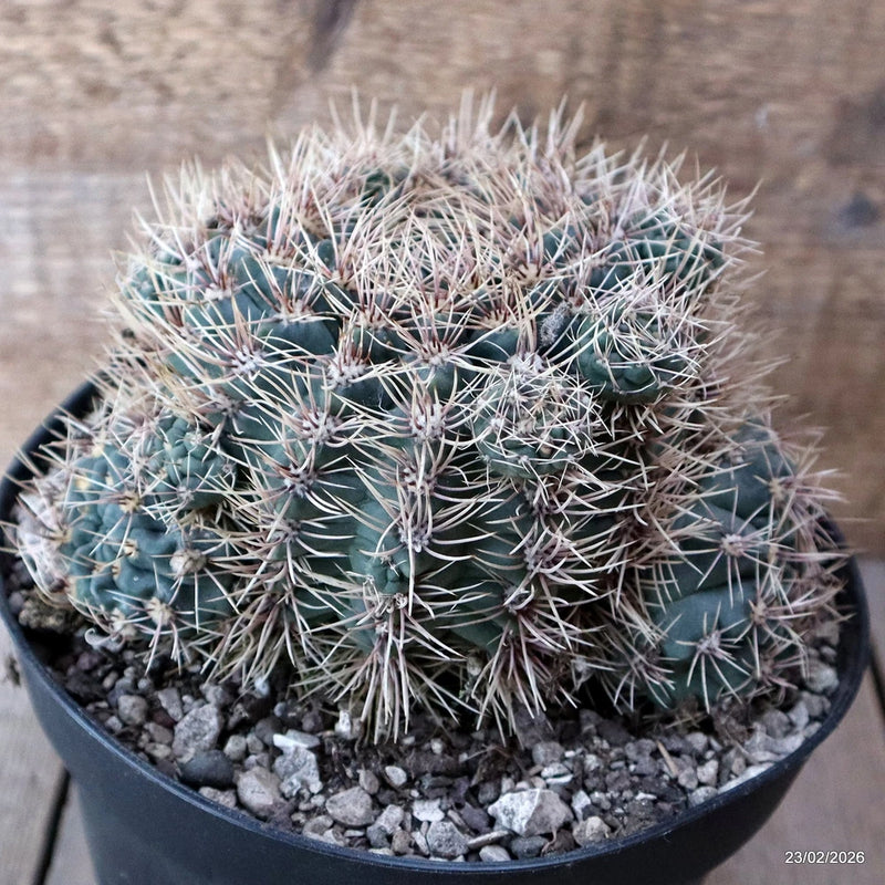D7835 GYMNOCALYCIUM MARDELPLANTENSE pot18-H11-W16 cm MaMa Cactus Green Plant