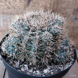 D7835 GYMNOCALYCIUM MARDELPLANTENSE pot18-H11-W16 cm MaMa Cactus Green Plant
