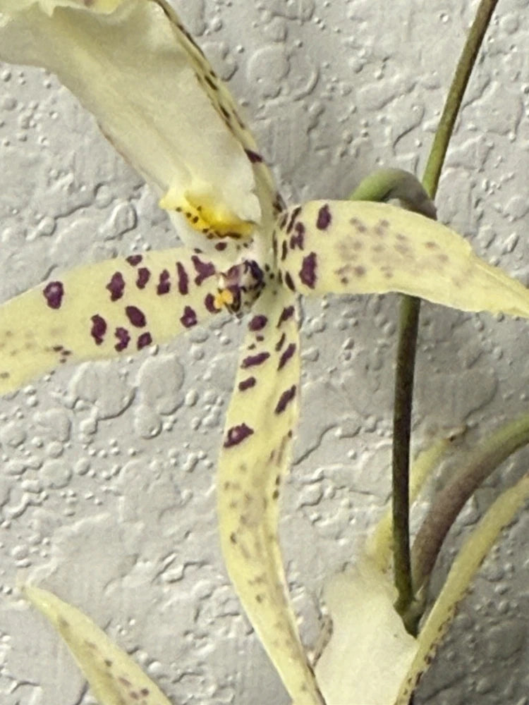 ORCHID PLANTS Onciduim no ID bare root 2 bulb not perfect Orchids
