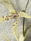 ORCHID PLANTS Onciduim no ID bare root 2 bulb not perfect Orchids
