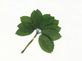 Silk Leaf Green/White Artificial Leaves DIY Corsage Boutonniere Accessory Flower Green Plant