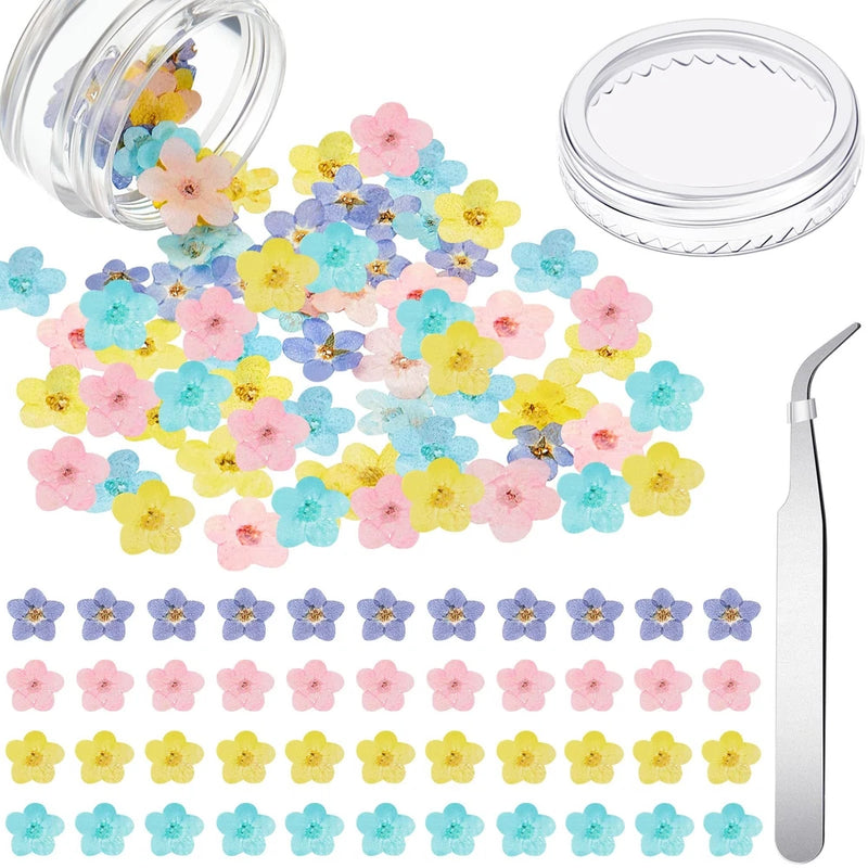 Natural Forget Me Not Dried Flowers Real Dried Pressed Flowers Don't F Dried Flower