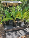 Large Anthurium hookeri Hookeri Birds Nest Anthurium Blooming Size Green Plant