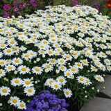 Dwarf Daisy Leucsnthemum Paludosum 100 fresh seeds for 2025 Daisies