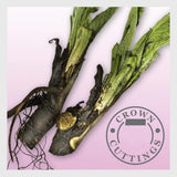 Russian Comfrey Live easy CROWN Cuttings - Bocking 14 Cultivar Garden Plants