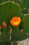 2/$11 ships free! W. Tx Prickly Pear Pads Live Opuntia Cold Hardy Green Plant