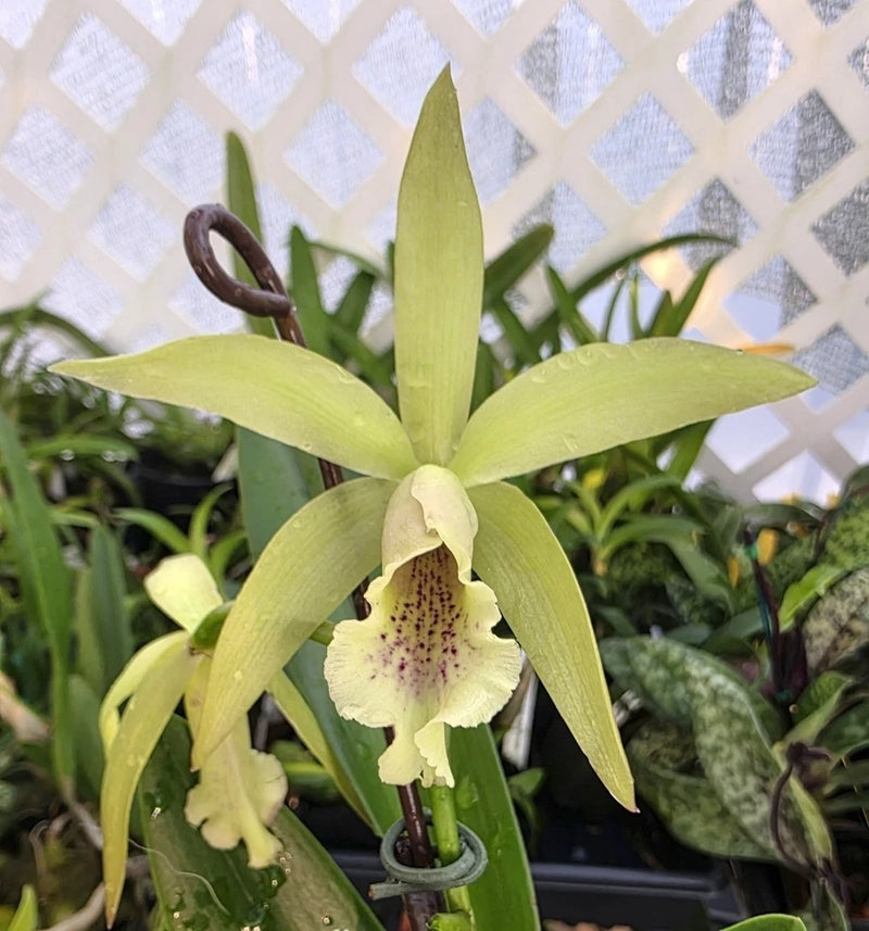 Green and cream Brassavola orchid hybrid plant with star-shaped blooms and speckled lip